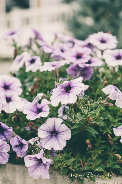 Country Side Wedding Photography, Catskill Photographer